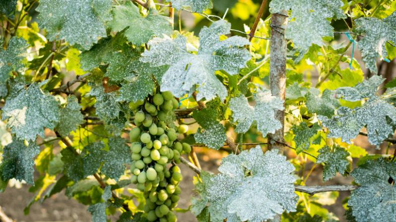 Zseniális új megoldásokkal rukkoltak elő az olasz szőlőtermelők a szőlő pusztító betegségek elleni védekezés terén. Az Agro Napló beszámolója szerint innovatív módszereik nemcsak a hagyományos védekezési technikákat ötvözik, hanem a legújabb tudományos er