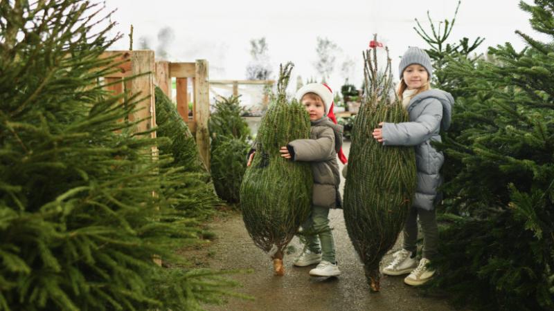 Eltűnhet a karácsonyfa a magyar otthonokból? Kétségtelen, hogy a hagyományos ünnepi díszítés terén egyre nagyobb kihívásokkal nézünk szembe. Ahogy a világ változik, úgy a karácsonyfa körüli szokások is átalakulhatnak, és lassan elérhetünk arra a pontra, a